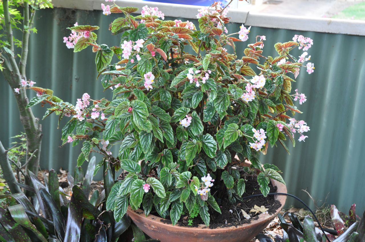 B. ‘Nelly Bly’